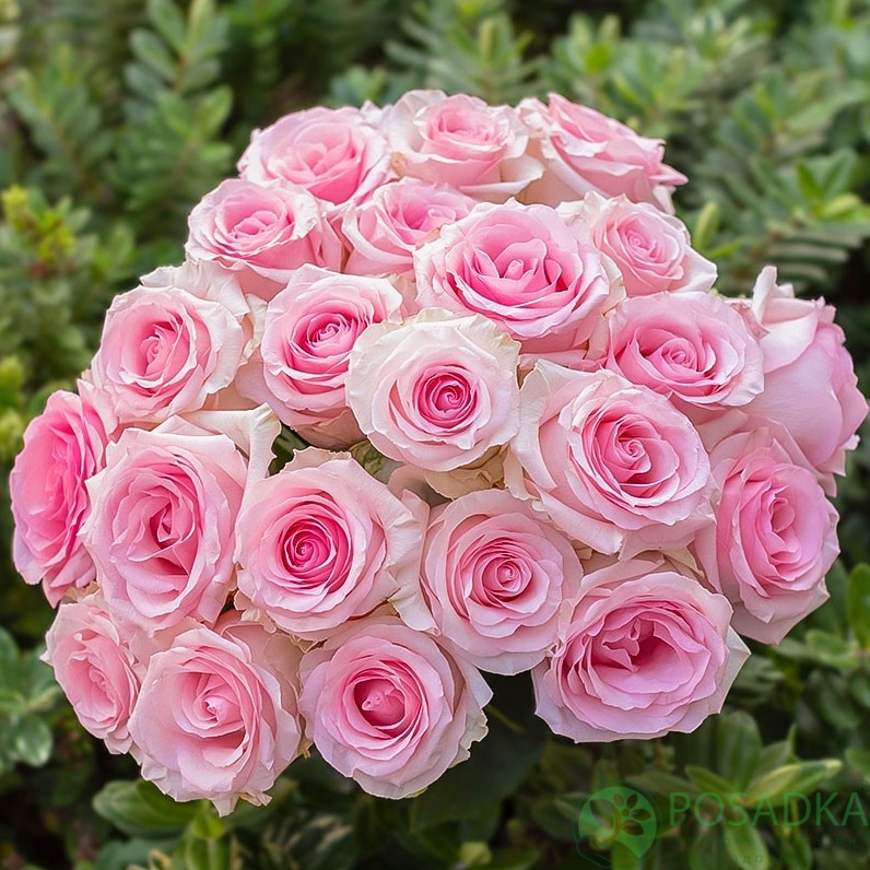 картинка Роза чайно-гибридная Мандала 