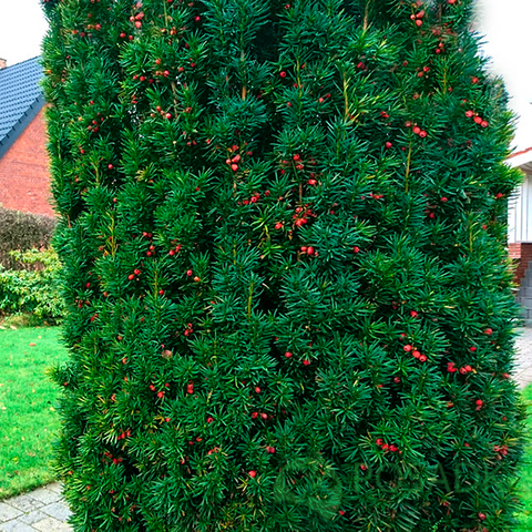 картинка Тис ягодный Фастигиата 