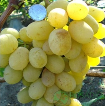картинка Виноград Ланселот 