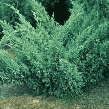 картинка Можжевельник казацкий Блю Дануб  картинка Можжевельник казацкий Блю Дануб