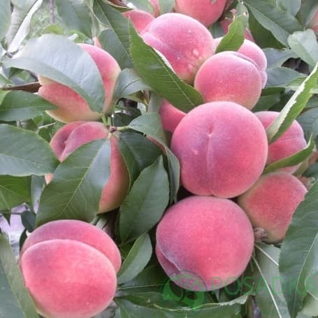 картинка Персик Харбингер 