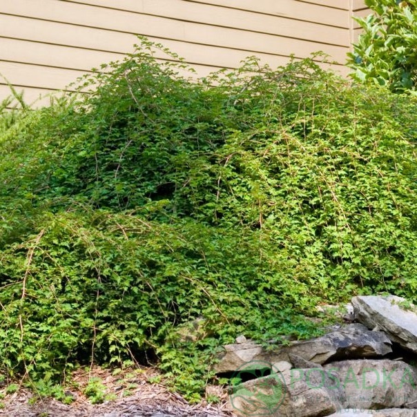 картинка Стефанандра 