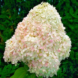 картинка Гортензия метельчатая Cotton Cream (Коттон Крем) 