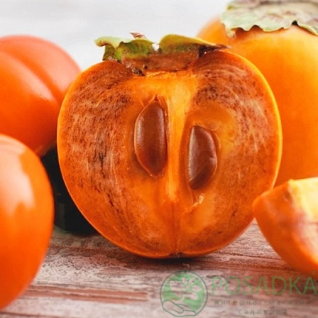 картинка Хурма Крымчанка 55 (виргинский подвой) 