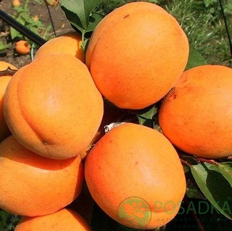картинка Абрикос Харгранд 