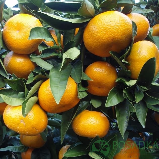 картинка Мандарин Уншиу (контейнер Р14) 