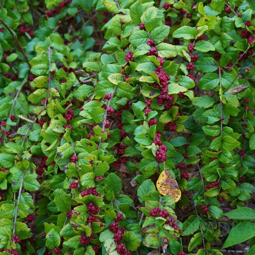 картинка Снежноягодник доренбоза Magic Berry 10л 