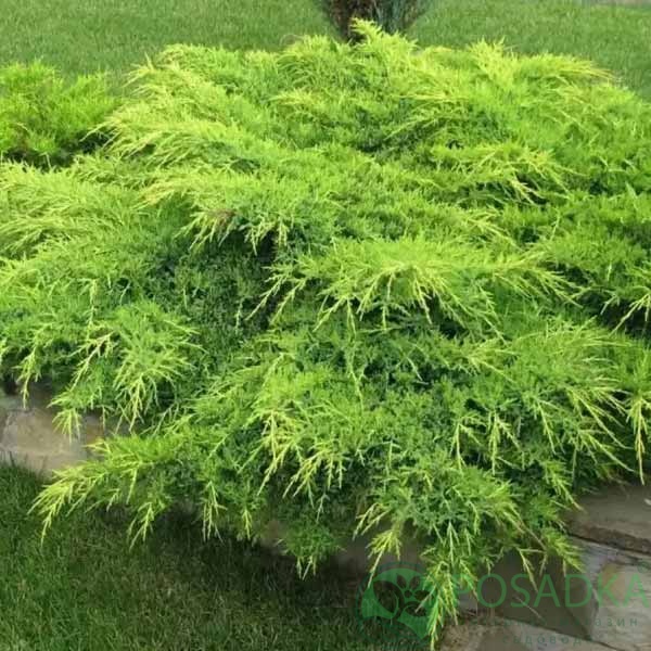 картинка Можжевельник средний Минт Джулеп 