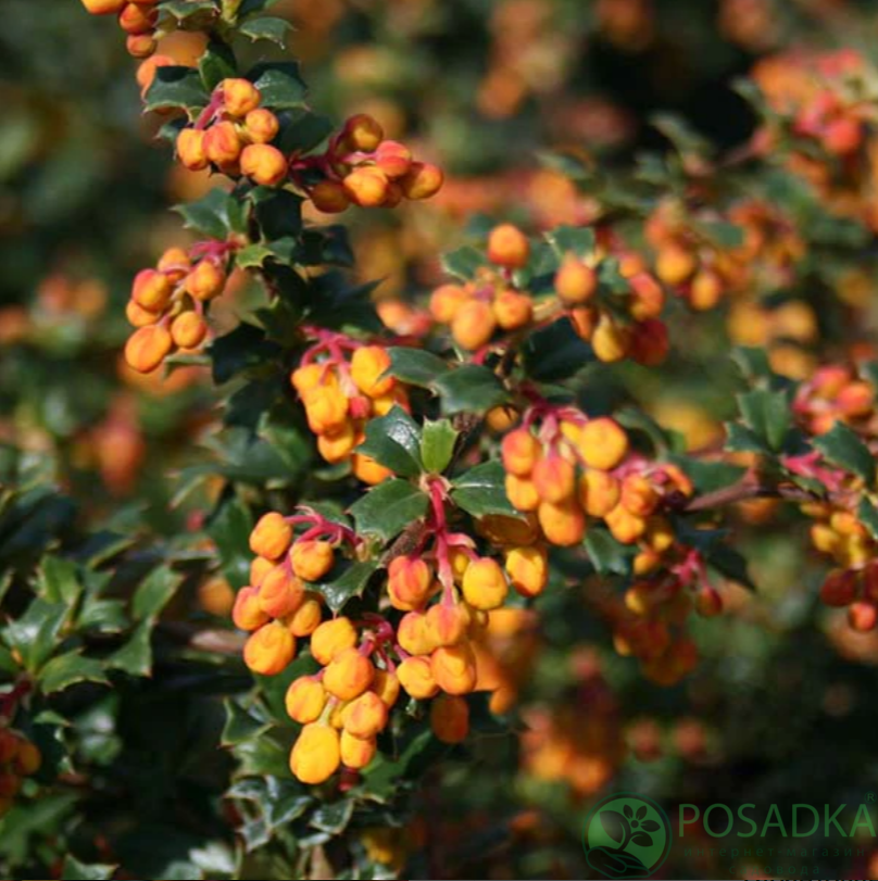 картинка Барбарис Дарвина Compacta (Компакта) 
