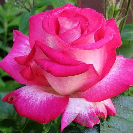 картинка Роза чайно-гибридная Роз Гожар 