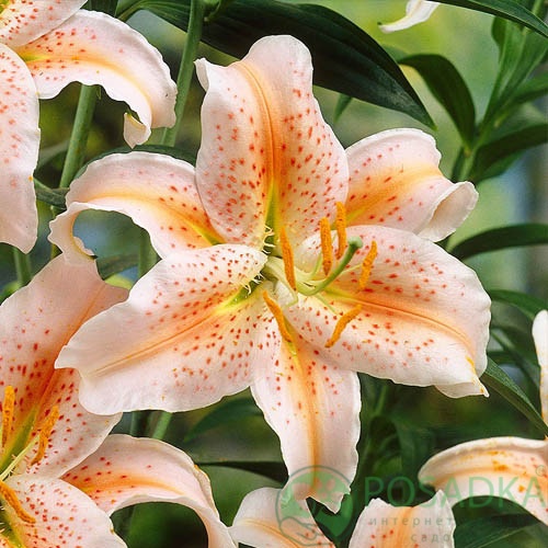 картинка Лилия Salmon Party 