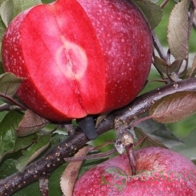 картинка Яблоня Ред Кетти 