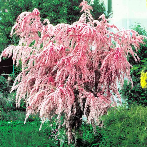 картинка Тамарикс 