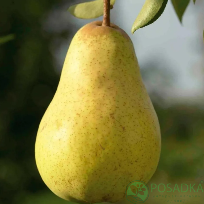 картинка Груша колоновидная Г1 