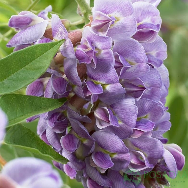 картинка Глициния китайская Аметист (Amethyst)  картинка Глициния китайская Аметист (Amethyst)