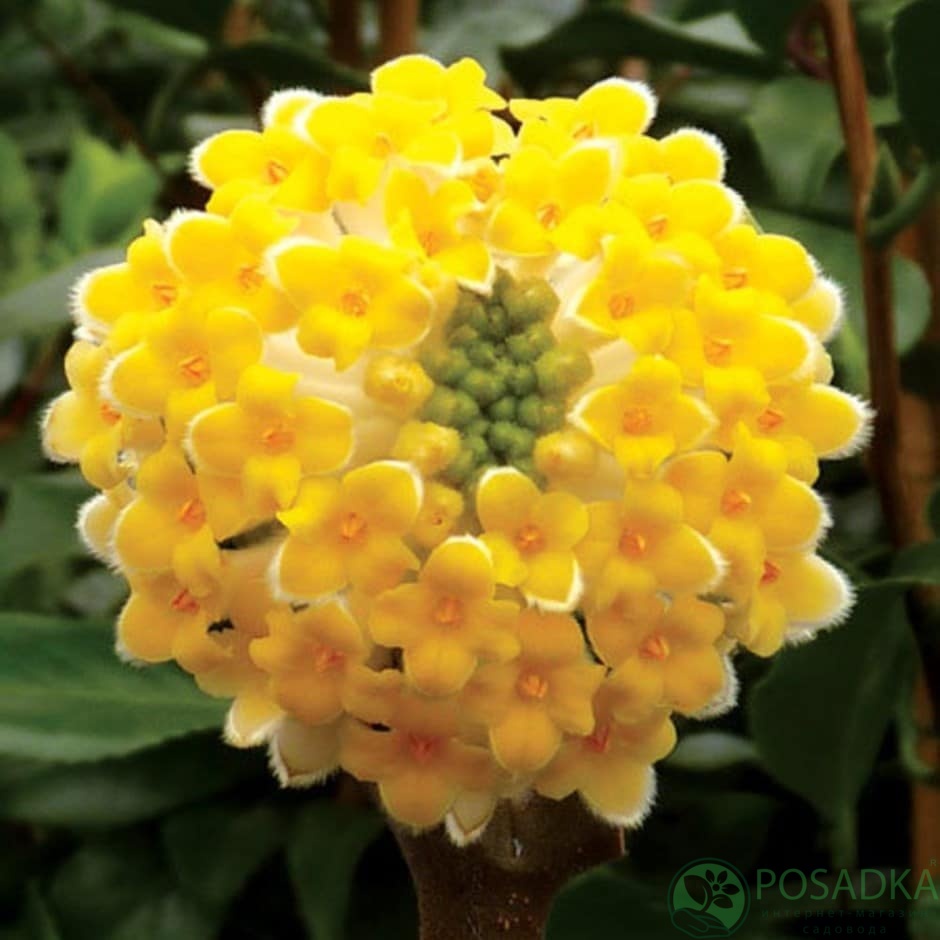 картинка Эджвортия Grandiflora 