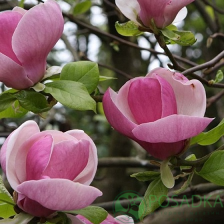 картинка Магнолия суланжа Lennei  картинка Магнолия суланжа Lennei