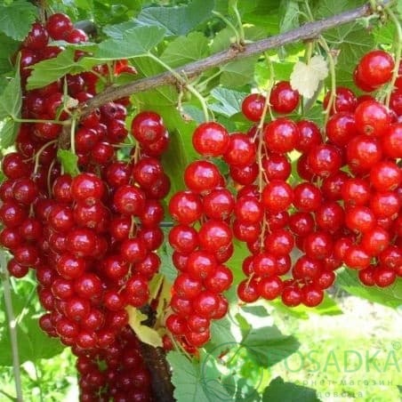 картинка Смородина красная Роднеус (контейнер) 