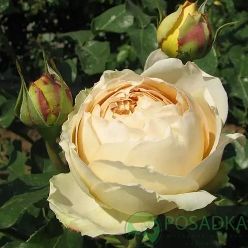 картинка Роза чайно-гибридная Карамель Антик 