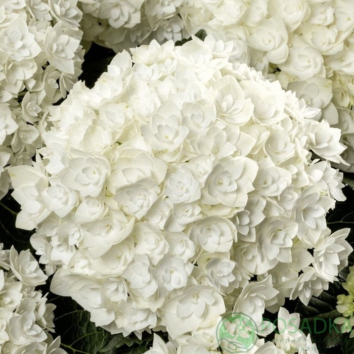 картинка Гортензия крупнолистная Florencia (Флоренция) 
