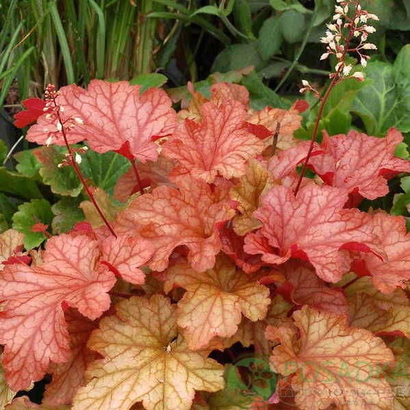 картинка Гейхера Paprika 