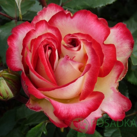 картинка Роза чайно-гибридная Маврикий 