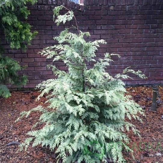 картинка Кипарисовик Лавсона Luna 