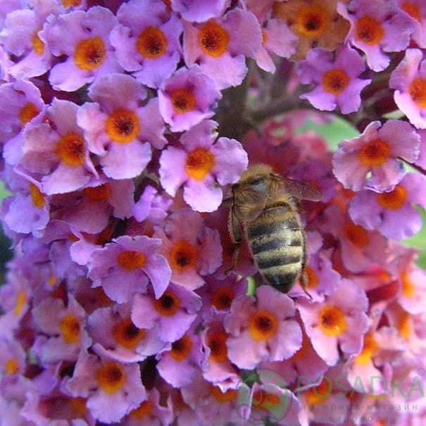 картинка Буддлея давида Флаувер Пауэр 