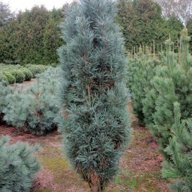 картинка Сосна Сильвестрис Фастигиата (Pinus Sylvestris) 