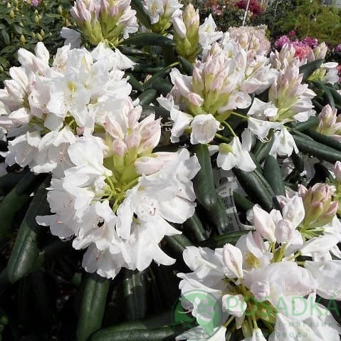 картинка Рододендрон гибридный Catawbiense Album 