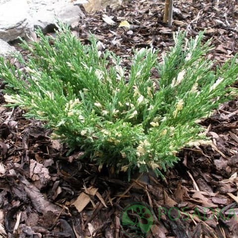 картинка Можжевельник горизонтальный 'Andorra Compact Variegata' 