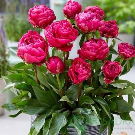 картинка Пион Patio Peony London 