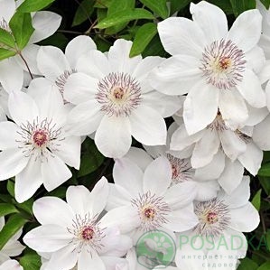 картинка Клематис Matka Urszula Ledochowska 