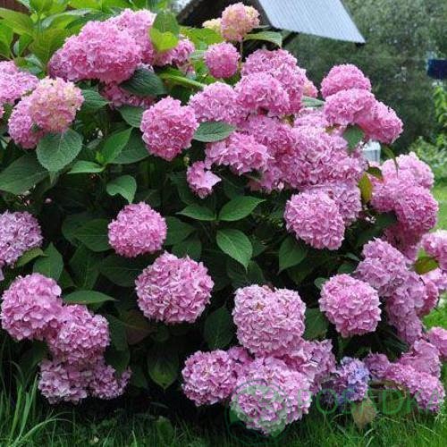 картинка Гортензия крупнолистная Endless Summer Bailmer 