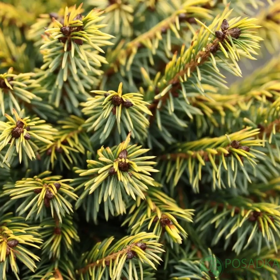 картинка Ель сербская Peve Tijn 