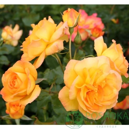 картинка Роза английская Сахара С2 