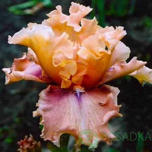 картинка Ирис I'm yours Lady 