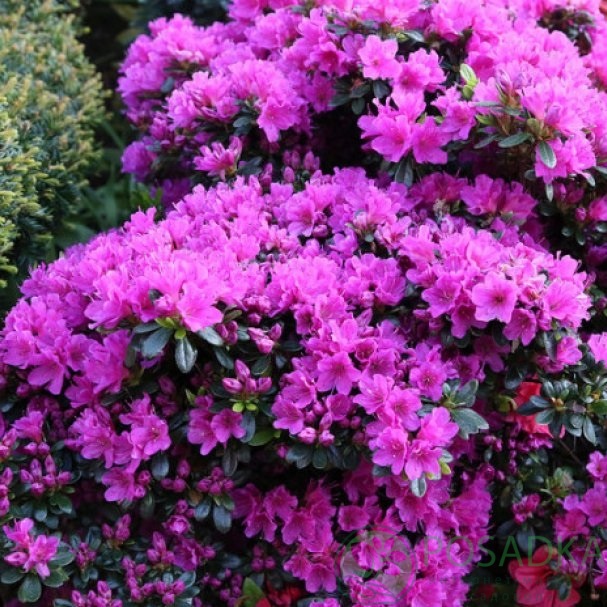 картинка Азалия японская Geisha Purple 