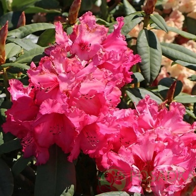 картинка Рододендрон гибридный Andantino 