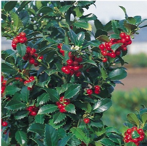 картинка Падуб остролистный Мезерва Хекенфи 