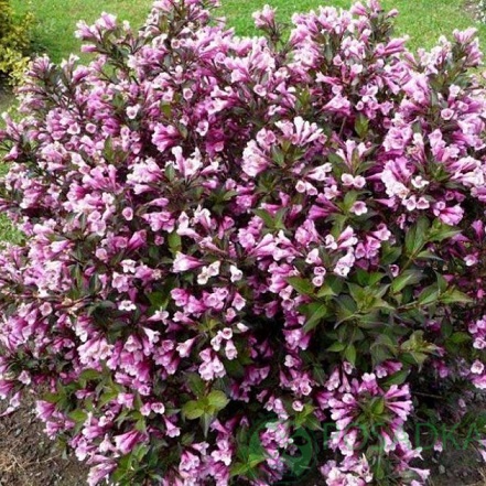 картинка Вейгела цветущая Nana Purpurea 