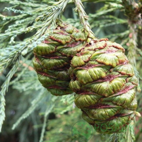 картинка Секвойядендрон гигантский Pendulum 