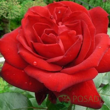 картинка Роза чайно-гибридная Ингрид Бертман 