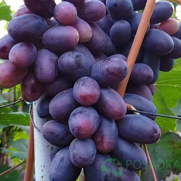 картинка Виноград Содружество 