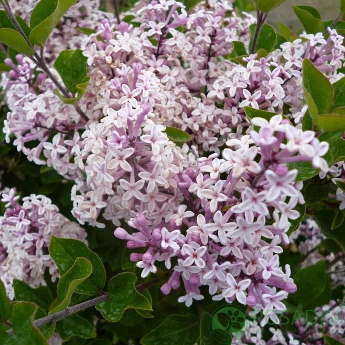 картинка Сирень Джози (Syringa Josee) 