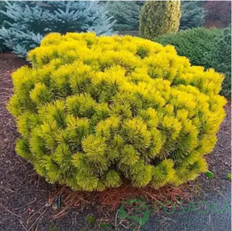 картинка Сосна горная Винтерсон (Wintersonne) 