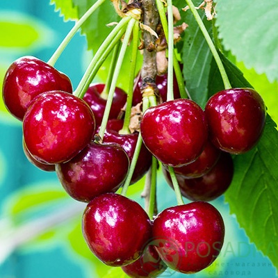 картинка Вишня Кантереноши 