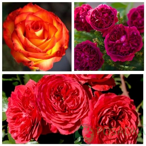 картинка Роза штамбовая (Мона Лиза, Высший Свет, Вильям Шекспир) 