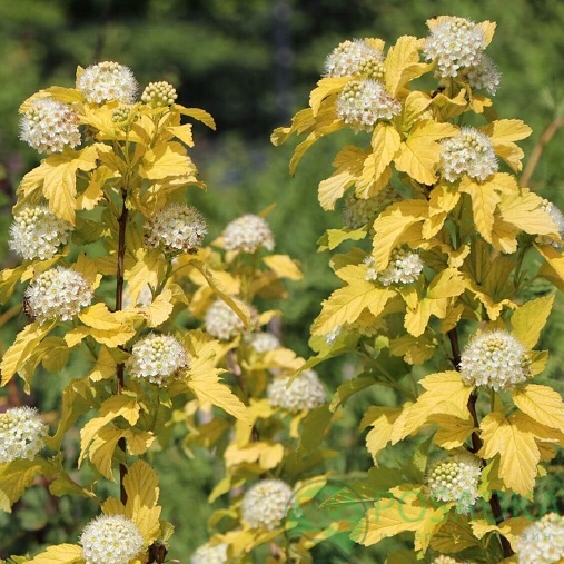 картинка Пузыреплодник калинолистный Angel Gold 