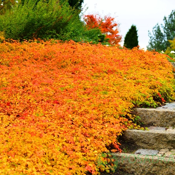 картинка Стефанандра 